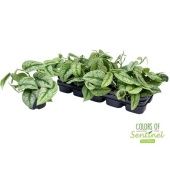 Сциндапсус Пиктус d12 см h20 см