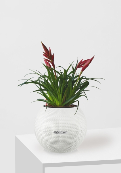 Вриезия Астрид 12/30 см в PURO 20