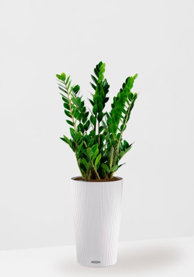 Замиокулькас 17/70 см в CILINDRO 23