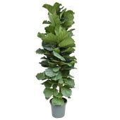 Фикус Лирата 3 ствола d40 см h230 см Фикус Лирата 3 ствола d40 см h230 см