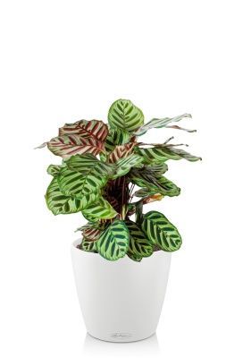 Калатея Макояна 14/45 см в CLASSICO 18, белый Калатея Макояна 14/45 см в CLASSICO 18, белый