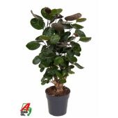 Полисциас Фабиан d19 см h80 см