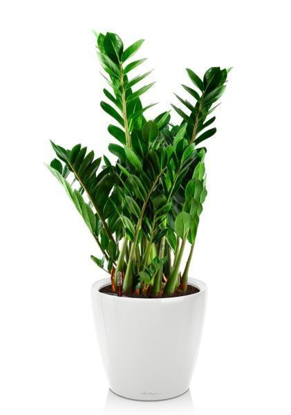 Замиокулькас 21/80 см в CLASSICO LS 28 Замиокулькас 21/80 см в CLASSICO LS 28