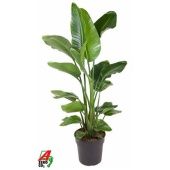 Стрелиция Николай d31 см h130 см Стрелиция Николай d31 см h130 см