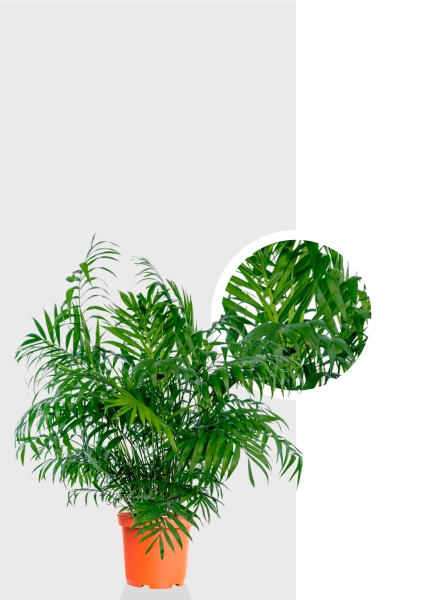 Хамедорея Элеганс 20/100 см