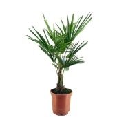 Трахикарпус Форчуна d27 см h100 см