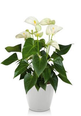 Антуриум Андрианум белый 17/60 см в CLASSICO LS 21, белый блестящий