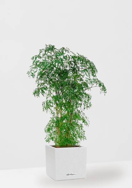 Полисциас Фрутикоза 27/140 см в CANTO STONE LOW 30 Полисциас Фрутикоза 27/140 см в CANTO STONE LOW 30