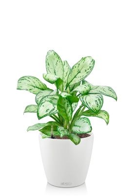 Аглаонема Кристина в CLASSICO 18, белый