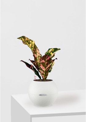 Кодиеум 8/20 см в PURO 20 Кодиеум 8/20 см в PURO 20