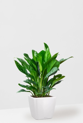 Аглаонема Страйп в QUADRO LS 35, белый блестящий