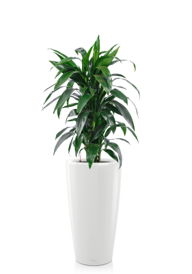 Драцена Джанет Крейг бранч в RONDO 32 Белый блестящий