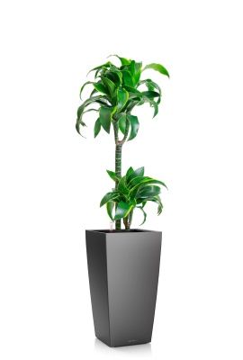 Драцена Дорадо 2 ствола 19/100 см в CUBICO 30, антрацитовый металлик