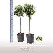 Олива европейская d21 см h100 см тип 4