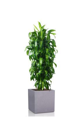 Драцена Гавайская бранч 30/160 см в CANTO STONE LOW 40, серый камень