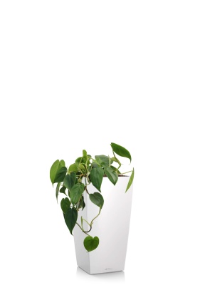 Филодендрон Сканденс 17/30 см в CUBICO 22