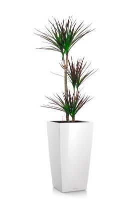 Драцена Маргината Маджента 3 ствола 21/110 см в CUBICO 30, белый блестящий