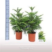 Араукария Heterophylla 3 ствола d19 см h70 см