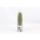 Тилландсия In Koker Тилландсия In Koker