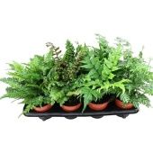 Папоротники микс d12 см h30 см тип 2 Папоротники микс d12 см h30 см тип 2