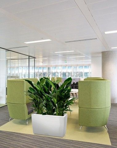 Спатифиллум Себастьяно в CARARO 75 Спатифиллум Себастьяно в CARARO 75