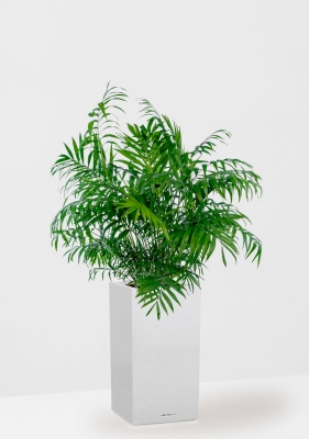 Хамедорея Элеганс 20/100 см в CANTO STONE HIGH 30, песочный белый Хамедорея Элеганс 20/100 см в CANTO STONE HIGH 30, песочный белый