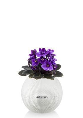 Фиалка в PURO 20, белый