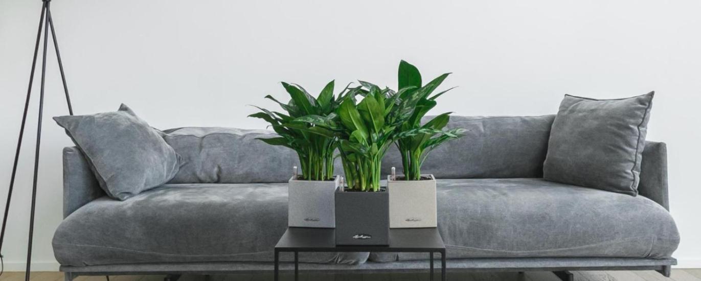 Топ-5 теневыносливых растений