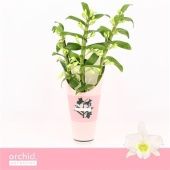 Дендробиум Nobile Apollon 3 ствола d12 см h65 см тип 3 Дендробиум Nobile Apollon 3 ствола d12 см h65 см тип 3