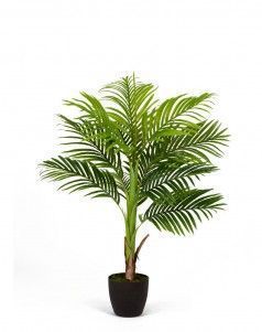 Пальма Арека Бетель