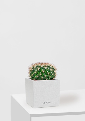 Кактус Маммиллярия Унцината 12/20 см в CANTO STONE 14, песочный белый