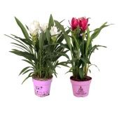 Куркума цветущая микс 2+ цветов d12 см h55 см