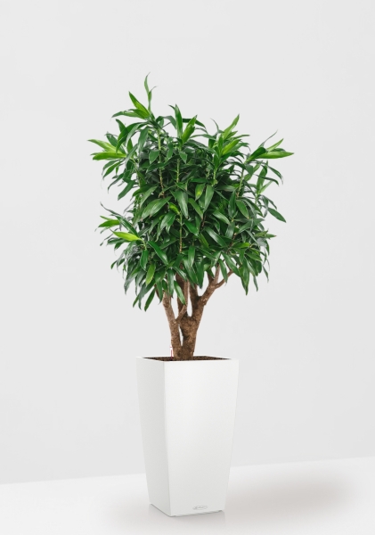 Драцена Песнь Ямайке 27/90 см в CUBICO COLOR 30