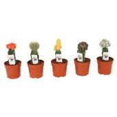 Кактус Гимнокалициум микс d10.5 см h25 см