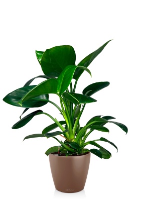 Филодендрон Грин Принцесс 17/60 см в CLASSICO COLOR 28, мускатный