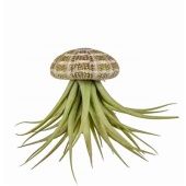 Тилландсия Schelp Large d6 см h13 см