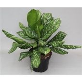 Аглаонема Страйпс "Stripes" 26/70 см Аглаонема Страйпс "Stripes" 26/70 см