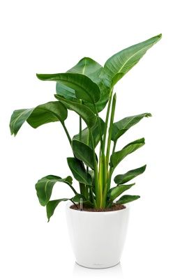 Стрелиция Николай 24/120 в CLASSICO LS 35, белый блестящий Стрелиция Николай 24/120 в CLASSICO LS 35, белый блестящий