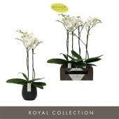 Фаленопсис 2 ствола Bijoux Crystal In Esra Graphite 14+ d15 см h70 см