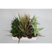 Драцена мини микс d5.5 см h20 см