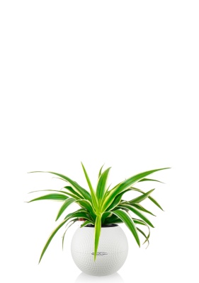 Хлорофитум Айриш 12/30 см в PURO 20, белый