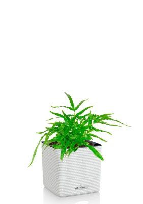 Папоротник Птерис 12/30 см в CUBE COLOR 14, белый