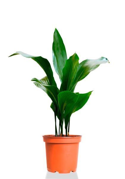 Аспидистра Элатиор 15/55 см