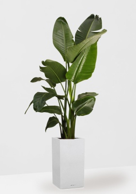 Стрелиция Николай 27/200 см в CANTO STONE HIGH 30