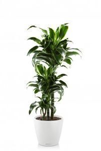 Драцена Дорадо CLASSICO 28/100 см, белый