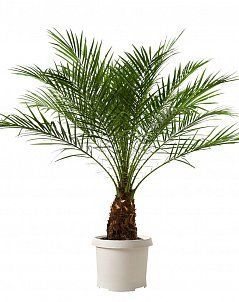 Финиковая пальма Робелини 27/120 см
