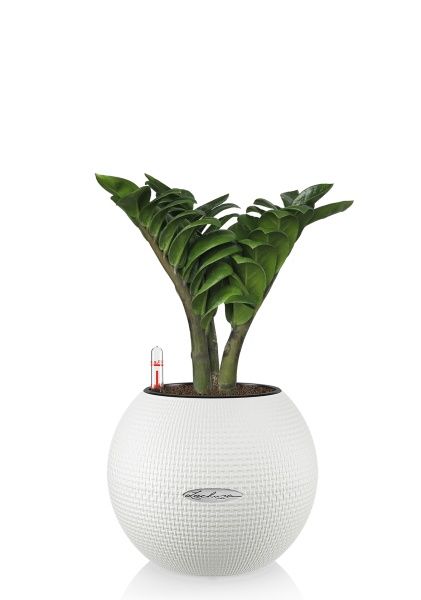 Замиокулькас Зензи 12/30 см в PURO 20