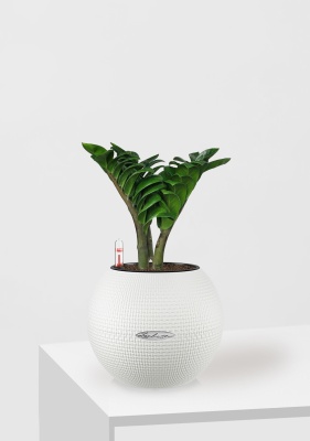 Замиокулькас Зензи 12/30 см в PURO 20, белый