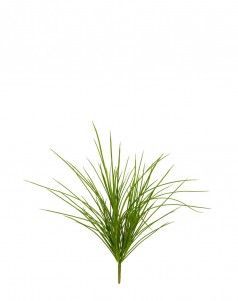 Трава Оньон куст малый