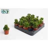 Пеперомия Хэппи Бин d5.5 см h10 см тип 1